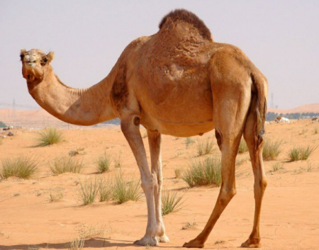 تفسير رؤية الجمل في المنام لابن سيرين